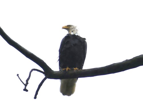 A Bald Eagle, our national bird, in our nation's capital
