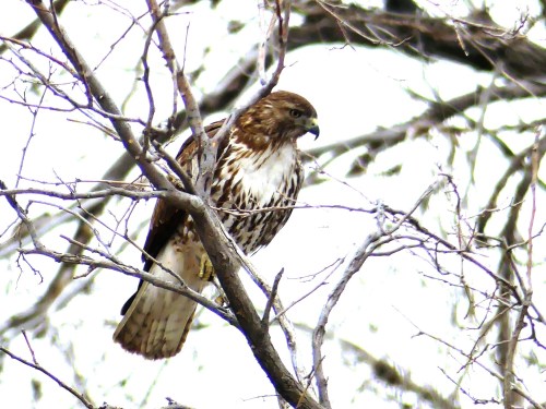 I had a close view of a Red-tailed Hawk on our first afternoon in Colorado. They were very common and we would see too many to count during the coming days.