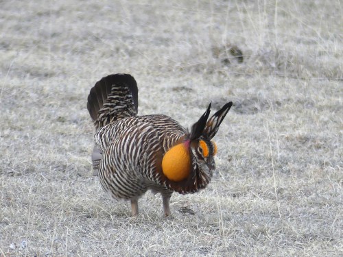 A male Greater Prairie-Chicken booming on the lek.