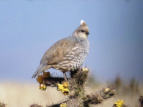 Scaled Quail. Can you see why he’s sometimes called “cotton top”?
