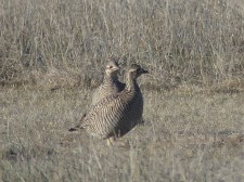 Female Lesser Prairie-Chickens