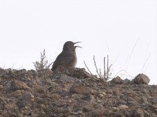 Curve-billed Thrasher in the early morning fog. Photo by Derek Hudgins.