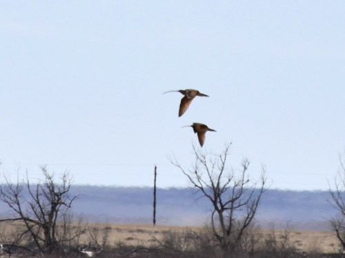 Derek's photo of his 1,000th life bird, Long-billed Curlew at Neenoshe Reservoir.