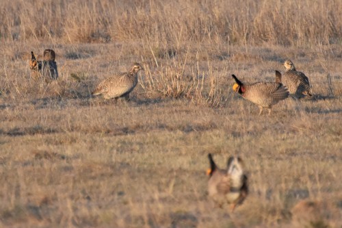Two female Lesser Prairie-Chickens evaluate their choices. Photo by Derek Hudgins.