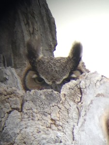 Great Horned Owl. Photo by Derek.