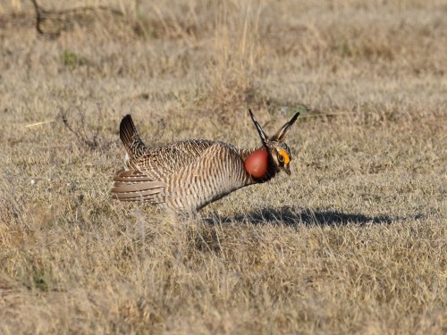 Male Lesser Prairie-Chicken displaying on the lek. Photo by Derek Hudgins.