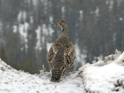 Dusky Grouse on the side of the road as we approached the Continental Divide.