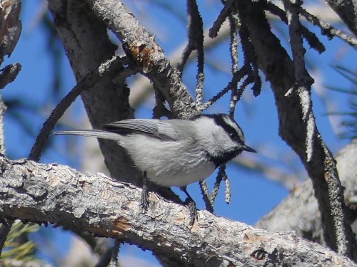 Mountain Chickadee