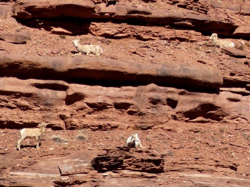 Bighorn Sheep