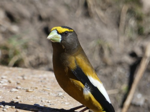 This gorgeous male Evening Grosbeak was another guest at the Casa Hynes feeding table.