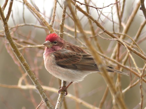 Male Cassin's Finch