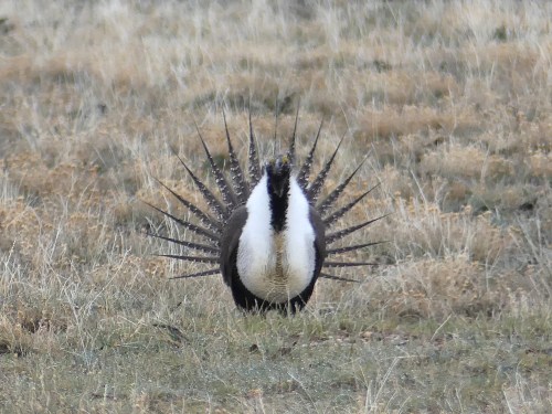 Greater Sage-Grouse (male). Note less white barring on the tail than on Gunnison Sage-Grouse.