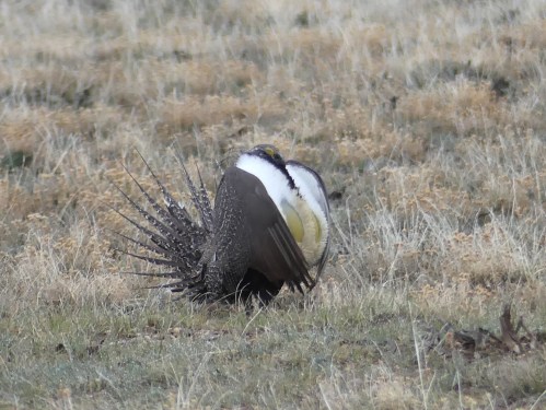 Displaying male Greater Sage-Grouse