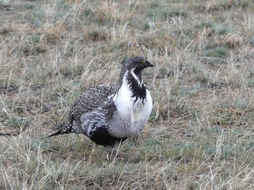Greater Sage-Grouse (male)