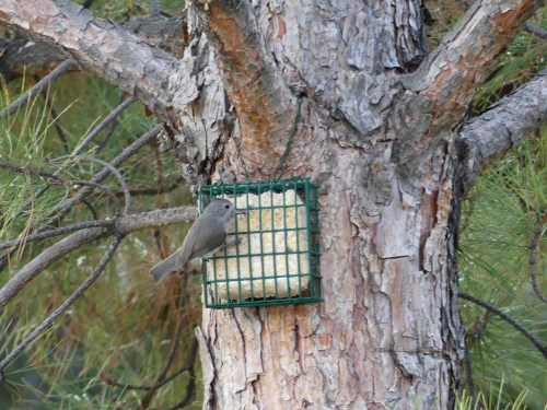 Juniper Titmouse, a pinyon-juniper habitat specialist found only in the West.
