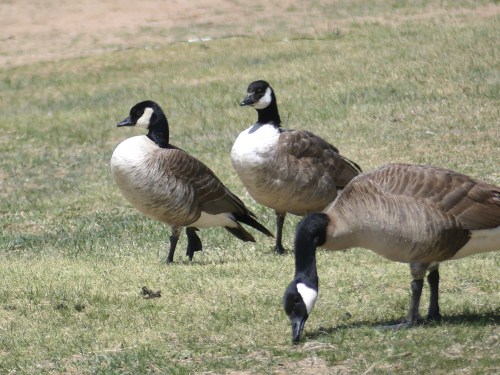 Cackling Geese with a Canada Goose in the foreground. Once considered the same species, Canada and Cackling Goose were split in 2004.
