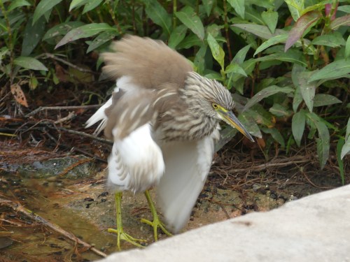 A goofy photo of a Chinese Pond-Heron, but it shows the white undersides of the brown-backed bird. Once spring comes and these birds molt into their breeding plumage, they will be so colorful that they look like a different species.