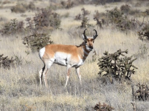 One of the many Pronghorn that we saw throughout the trip. Photo by Derek Hudgins.