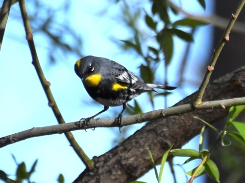 We saw the Audubon's subspecies of Yellow-rumped Warbler with their bright yellow throats frequently during our trip. Photo by Derek Hudgins.