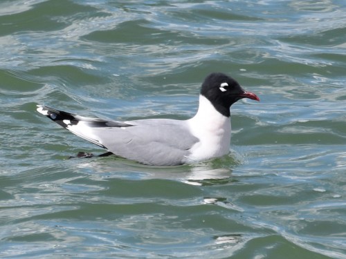 Franklin's Gull in gorgeous breeding plumage. Photo by Derek Hudgins.