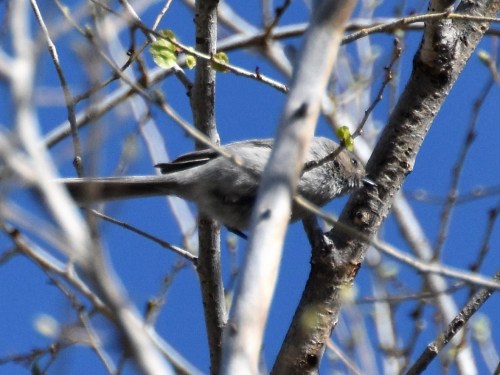 Bushtit. Photo by Derek Hudgins.