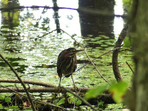 Green Heron in the swamp along the South Hero Marsh Trail