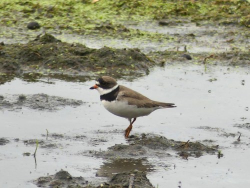 Semipalmated Plover in early morning light at St. Albans Bay Town Park