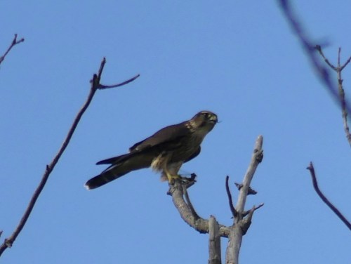 Merlin on the South Hero Marsh Trail