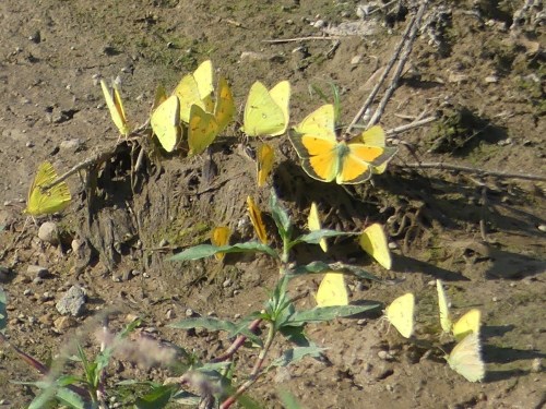 One of several kaleidoscopes of butterflies that I saw in Ranson, West Virginia. This group contains Orange Sulphurs and probably a few Clouded Sulphurs as well.