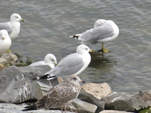 Ring-billed Gulls