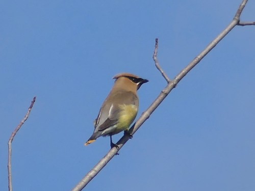 Cedar Waxwings were common at Noblewood Park and nearly everywhere else during the trip