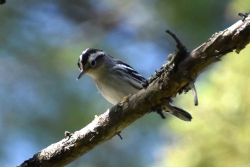 We saw several Black-and-White Warblers in the mixed flocks that we encountered. Photo by Derek Hudgins.