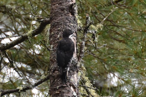 Black-backed Woodpecker (female). Photo by Derek Hudgins.