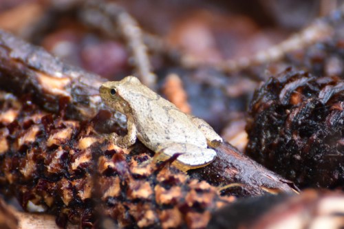 Wood Frog. Photo by Derek Hudgins.