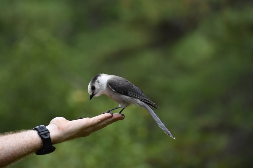 A Canada Jay on David's hand. Note how his feet wrap around David's fingers. Photo by Derek Hudgins.