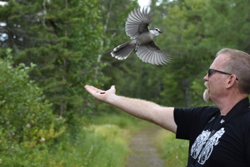 All done. A Canada Jay flies off David's hand. Photo by Derek Hudgins.