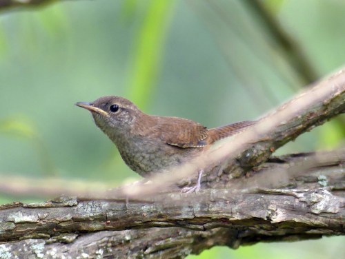 House Wren