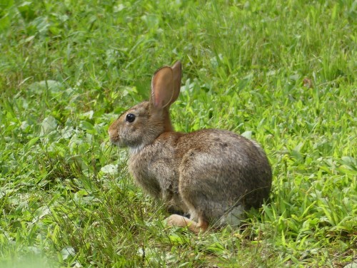 A Cottontail seen in Connecticut today