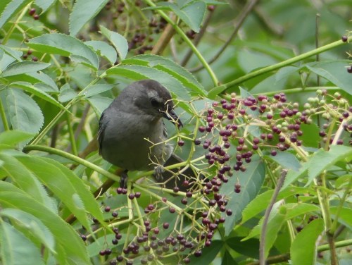 Gray Catbird