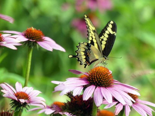 Giant Swallowtail Butterfly