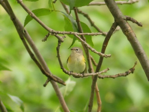 American Redstart at St. Albans Bay Town Park