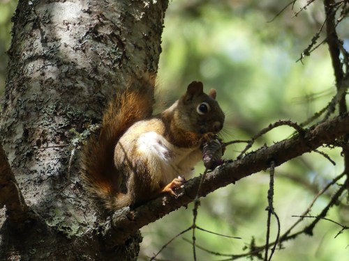 Red squirrel at Paul Smith's Visitor Interpretive Center