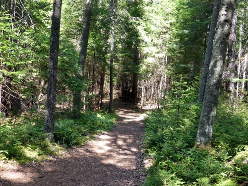 Along the Boreal Trail at Paul Smith's Visitor Interpretive Center