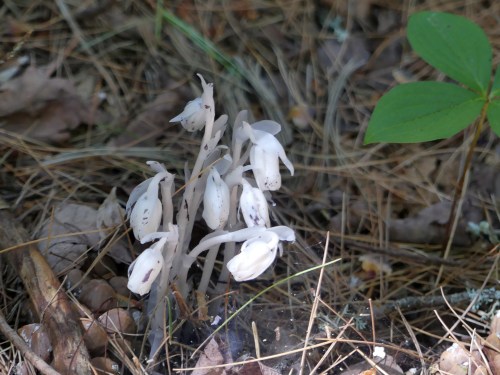 Indian Pipe