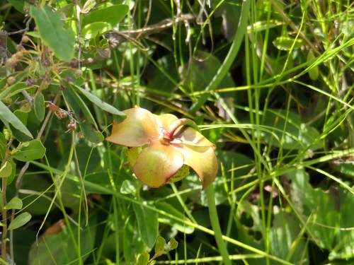 Pitcher Plant, Sarracenia purpurea, at the VIC