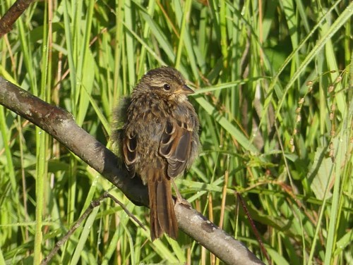 Juvenile sparrow [Update: it has been identified by experts as a Song Sparrow.]
