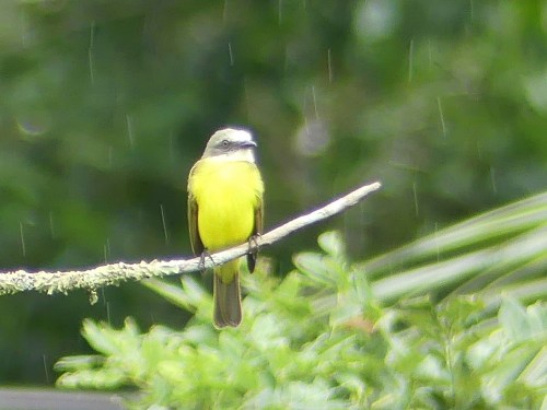 Gray-capped Flycatcher