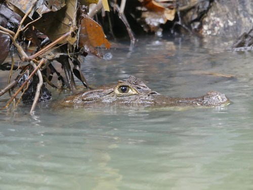 Spectacled Caiman