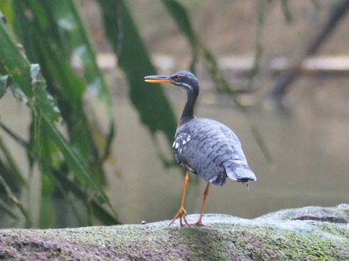 Sunbittern