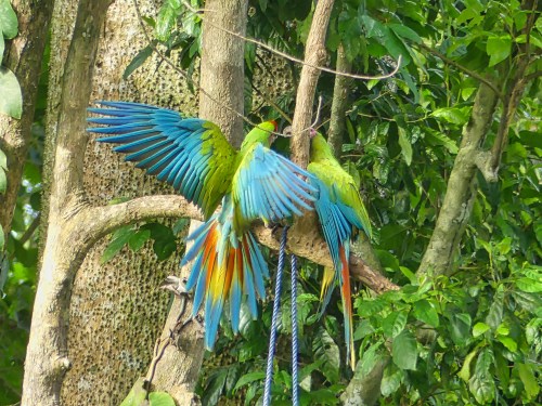 Great Green Macaws